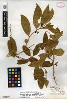 Image result for Carpolobia alba