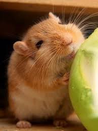 5 Pets That Are Easy To Take Care Off Classroom Pets Cute Hamsters Funny Animal Photos