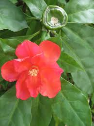 Image result for Pereskia