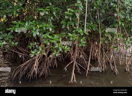 Image result for Rhizophoraceae