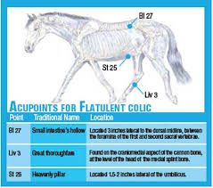 prevent colic with acupressure equine wellness magazine