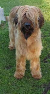 Briard Dog Profile Of Aubreys French Flavour Briard Dog Pure Breed Dogs Dog Breeds