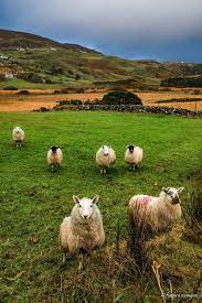 Glencolmcille Donegal Sheep By Fiachra Mangan Via Wild Atlantic Way Fb Page Visit Ireland Celtic Ireland Ireland Irish