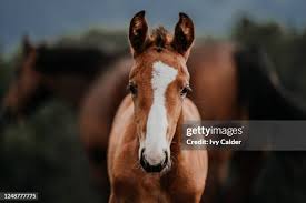 Image result for tbn:tVj6rqcH-AQR9M::www.pregonagropecuario.com.ar/images/caballo_overo.jpg