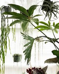 Women of Plants: Jane Rose Lloyd, the Strange Plant Lady