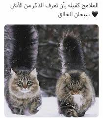 م خت ل فـــة In 2020 Cute Love Wallpapers Baby Animals Funny Cute Cat Memes