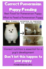 Best Food For Pomeranian Puppy Pomeranian Puppy Puppy Feeding Guide Puppies