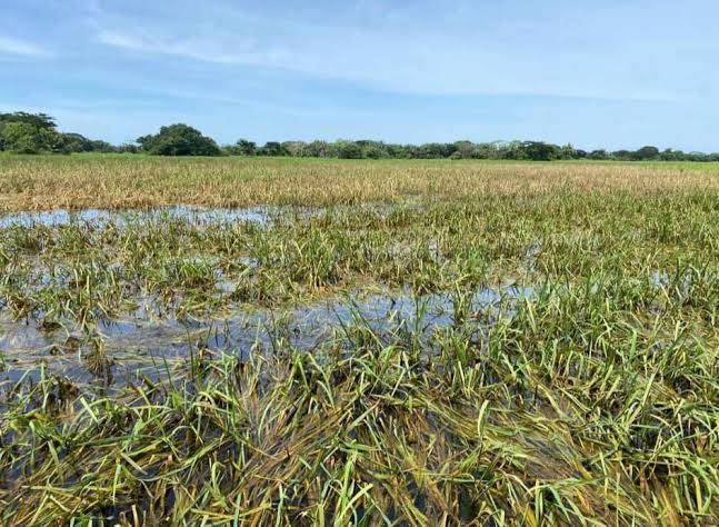 FAPAGRAP coordina con autoridades acciones para atender afectaciones en cultivos de arroz en Tonosí tras el terremoto