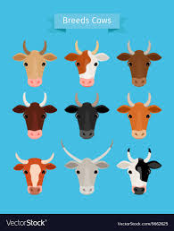 Cow heads set Royalty Free Vector Image - VectorStock