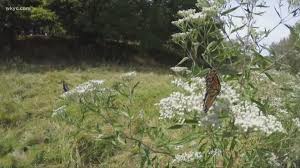 15 native flowers that attract butterflies. Butterflies Birds Dragonflies Crossing Lake Erie To Mexico Wkyc Com