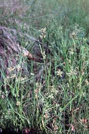 Image result for Fuirena ciliaris