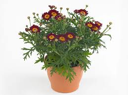 Image result for Vigna frutescens