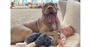 Xxl pitbull puppies for sale in india. Award Winning Breeders Of World Famous Two Faced Merle American Bully Phantom Send Important Message To Dog Lovers Everywhere American Bullies Are The Perfect Family Dog Let Us Show You