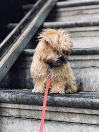To adopt a cat, dog, or puppy: Manhattan Puppies Kittens 65 Photos 104 Reviews Pet Groomers 552 Columbus Ave Upper West Side New York Ny Phone Number Yelp