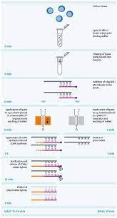 Cdna is synthesized from a messenger rna (mrna) template in. Âµmacs And Multimacs Cdna Synthesis Kits Mrna Isolation And Cdna Synthesis Nucleic Acid And Protein Isolation And Analysis Macs Molecular Analysis Products Miltenyi Biotec Deutschland