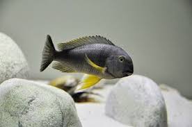 Tropheus Brichardi Karilani Akvaryumlar Ciklet Baliklari Balik