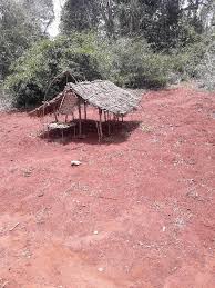 Image result for Vitellariopsis kirkii