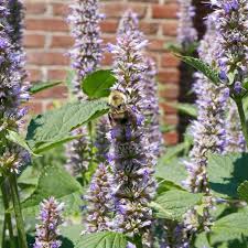 Image result for Anisosepalum