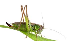 Crickets and cricket flour is a great source of sustainable nutrition, and roasted crickets are a great snack. Crickets For Lunch The New Yorker
