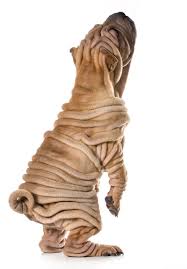 Chinese Shar Pei Puppy Photography 30 Days Free 4 95 Per Month Subscription After 30 Days Evcil Hayvanlar Hayvanlar