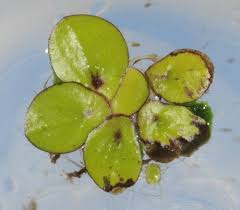 Image result for Spirodela