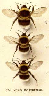 Download 23 Bees Ideas Bee Bumble Bee Insects