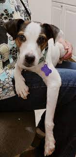 Maybe you would like to learn more about one of these? Barely Used Pets In Ohio A Hale Pet Door Rescue Rewards Partner Pet Door Pets Dogs
