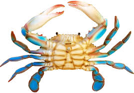 Which of the following locations can crabs be acquired from? Amazon Com All Seas Imports Awesome Realistic Looking Acrylic Resin 9 Wide Blue Crab Wall Decor Home Kitchen