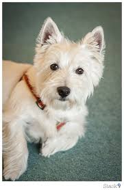 The west highland white terrier shares their roots with the other terriers of scotland, protecting homes and farms from fox, badger, and rodents. Stack 9 Photography Design Westie Dogs West Highland Terrier Westies
