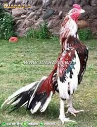 Pin Di Sabung Ayam