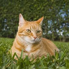 Closeup portrait of exotic ginger shorthair cat on black. All About Red Tabby Cats