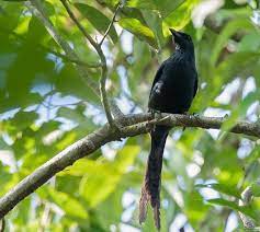 Mengetahui Ciri Khas Burung Perling Ekor Panjang Dan Habitatnya Burung Habitat Hewan