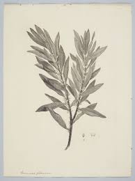 Image result for Rapanea