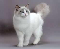 Kedi Turleri Ile Ilgili Gorsel Sonucu Popular Cat Breeds Cats Beautiful Cats