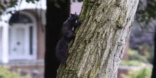 Check spelling or type a new query. Why Are There So Many Black Squirrels In Battle Creek