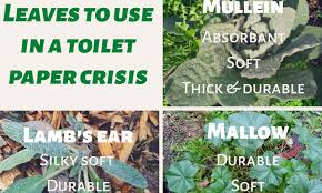 During the 1800s era, mullein was such a popular toilet paper plant that it garnered several nicknames by constant uses: Gardening Group Share The Three Types Of Plants You Can Use As A Substitute For Toilet Paper Daily Mail Online