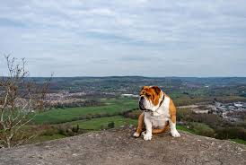 French bulldogs, predicted soon to become the most popular dog breed in the uk, are vulnerable to a number of health conditions, according to a new study. More British Bulldogs Face Life Beset By Health Problems Vetsurgeon News Vetsurgeon Vetsurgeon Org