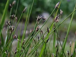 Image result for Eleocharis limosa