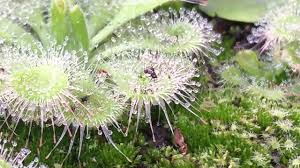 Grow this plant in a very sunny, warm location. Drosera Burmannii Snap Tentacles At Work Youtube