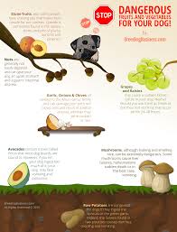 Dangerous Fruits Vegetables For Dogs Nuts Grapes Etc Avocado For Dogs Best Dog Food Dog Food Recipes