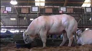 The result is a 5 to 10 percent increase in muscle fibers for crossbred calves. Why Belgian Blue Big Butt Bulls Belgian Blue Cattle