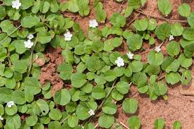 Image result for Evolvulus nummularius