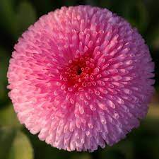 Untitled Beautiful Flowers Flowers Color Wallpaper Iphone