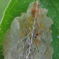 Image result for Phyllonorycter leucographellus