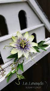 Passiflora Passion Flower La Lavande Sugar Florist Clay Flowers Passion Flower Flowers