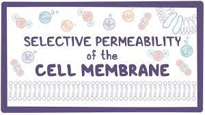 Selective Permeability Of The Cell Membrane Osmosis