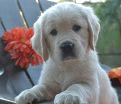 Available English Cream Golden Retriever Puppies Sevimli Kopek Yavrulari Hayvanlar Ve Hayvan