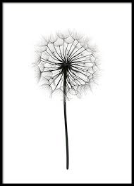 Dandelion Poster Botanische Posters Paardebloem Witte Achtergrond