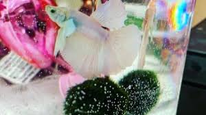 The answer is they are the overall condition of the water in your tank. Betta Fish Temperature Setting The Ideal Water Temperature For Bettas