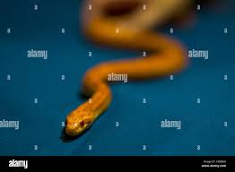 Reptileye fotografías e imágenes de alta resolución - Alamy